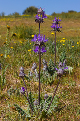 Salvia carduacea