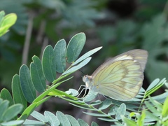 Ascia monuste eubotea