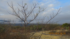 Gyrocarpus mocinoi