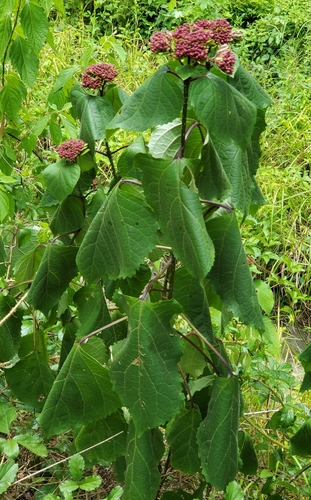 Clerodendrum bungei image