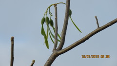 Gyrocarpus mocinoi