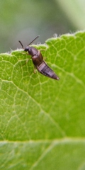 Oxypoda acuminata