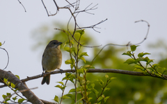Spindalis zena benedicti