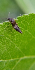 Oxypoda acuminata