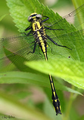Gomphurus fraternus