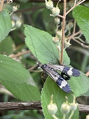 Panorpa japonica