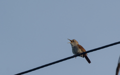 Troglodytes aedon beani