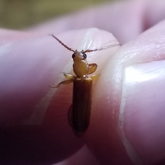 Smodicum cucujiforme