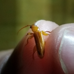 Smodicum cucujiforme