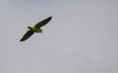 Amazona xantholora