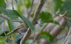 Tiaris olivaceus intermedius