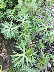 Geranium dissectum