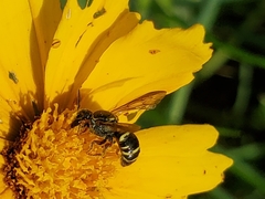 Dolichostelis