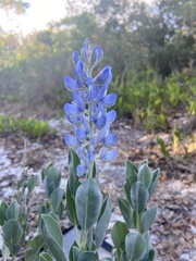 Lupinus cumulicola