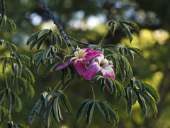 Ceiba speciosa
