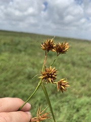 Rhynchospora indianolensis