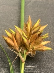 Rhynchospora indianolensis