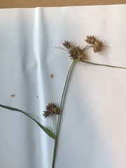 Rhynchospora indianolensis