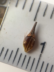 Rhynchospora indianolensis