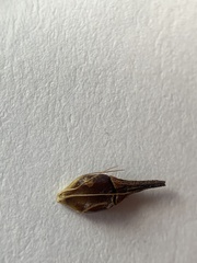 Rhynchospora indianolensis