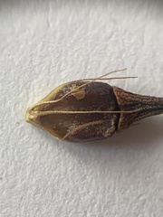 Rhynchospora indianolensis