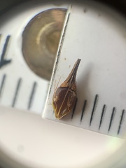 Rhynchospora indianolensis