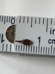 Rhynchospora indianolensis