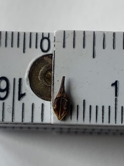 Rhynchospora indianolensis