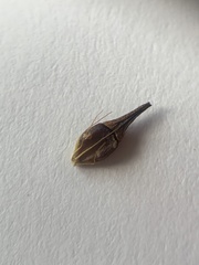 Rhynchospora indianolensis