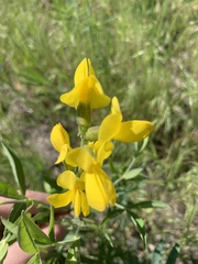 Thermopsis divaricarpa