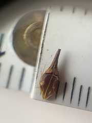 Rhynchospora indianolensis