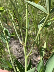 Thermopsis divaricarpa