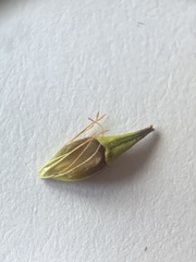 Rhynchospora indianolensis