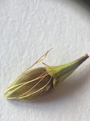 Rhynchospora indianolensis