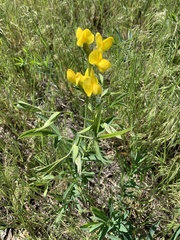 Thermopsis divaricarpa