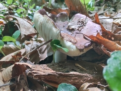 Russula vinacea