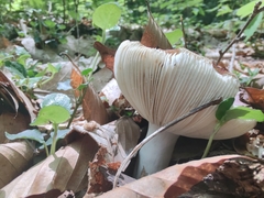 Russula vinacea