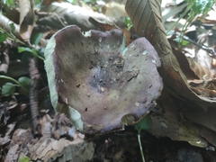 Russula vinacea