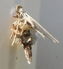 Psychidae