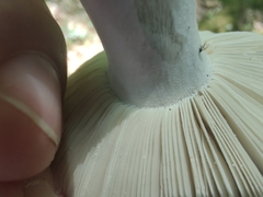 Russula vinacea