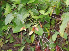 Stigmaphyllon ellipticum