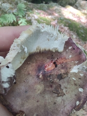 Russula vinacea