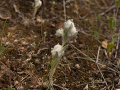 Bombycilaena erecta