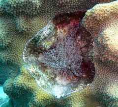 Laviactis lucida