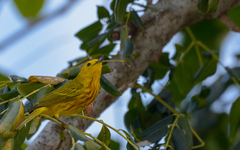 Setophaga petechia rufivertex