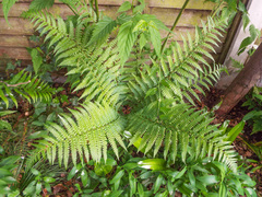Dryopteris affinis