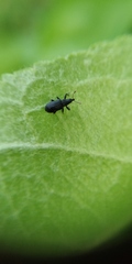 Magdalis ruficornis