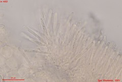 Orbilia phragmotricha