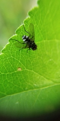 Microsoma exiguum