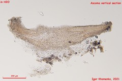 Orbilia phragmotricha